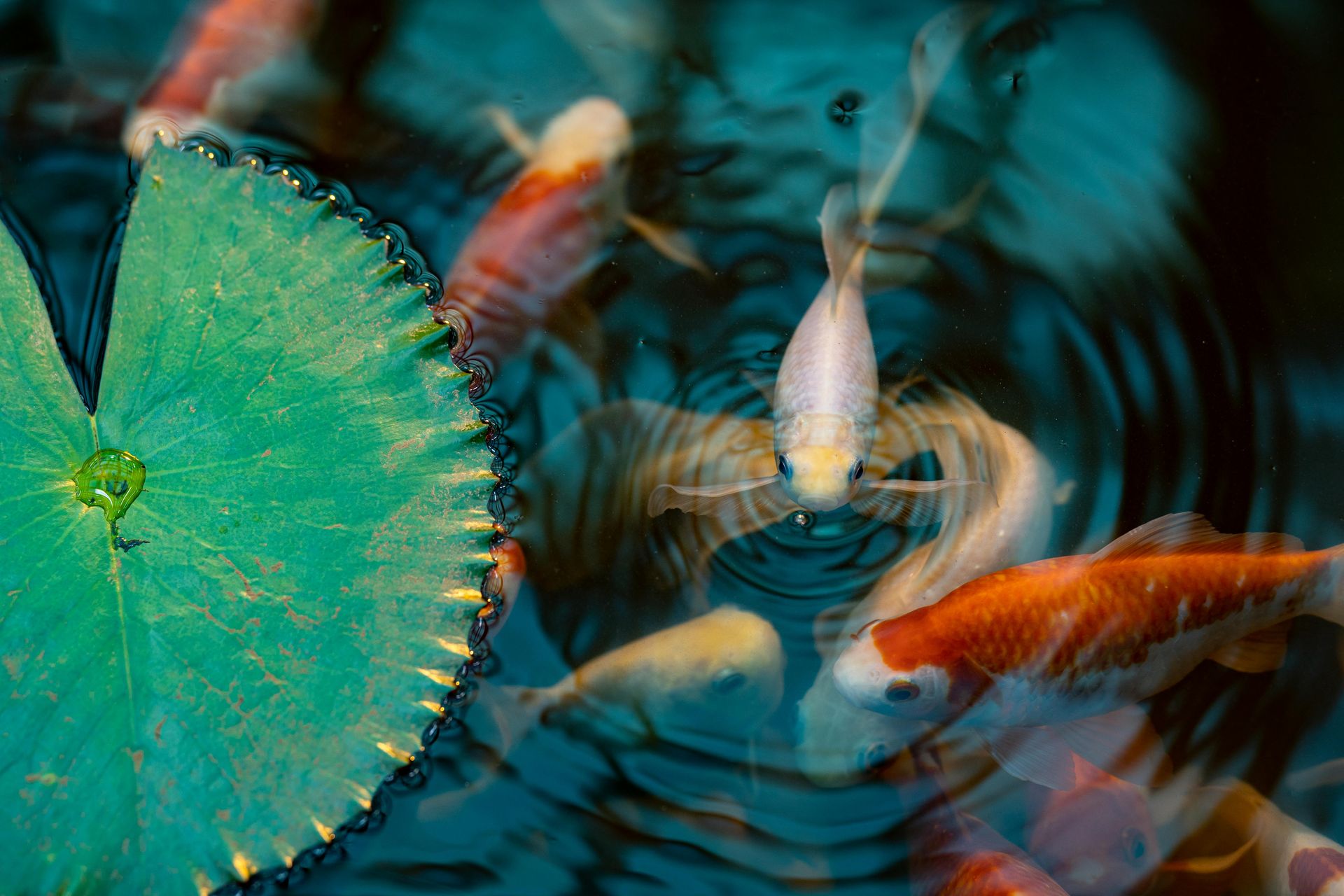 Comment demarrer un aquarium recifal en 2026 Image