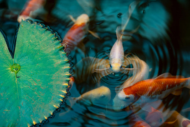 Comment demarrer un aquarium recifal en 2026