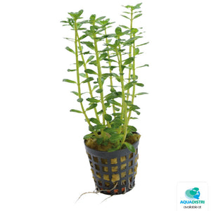Rotala