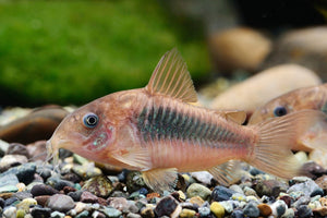 Corydoras - fond -