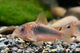 Corydoras - fond -