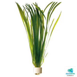 Vallisneria