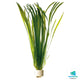 Vallisneria