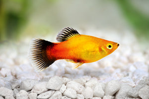 Platy - banc -
