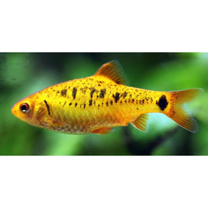 Barbus schuberti - banc -