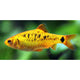 Barbus schuberti - banc -