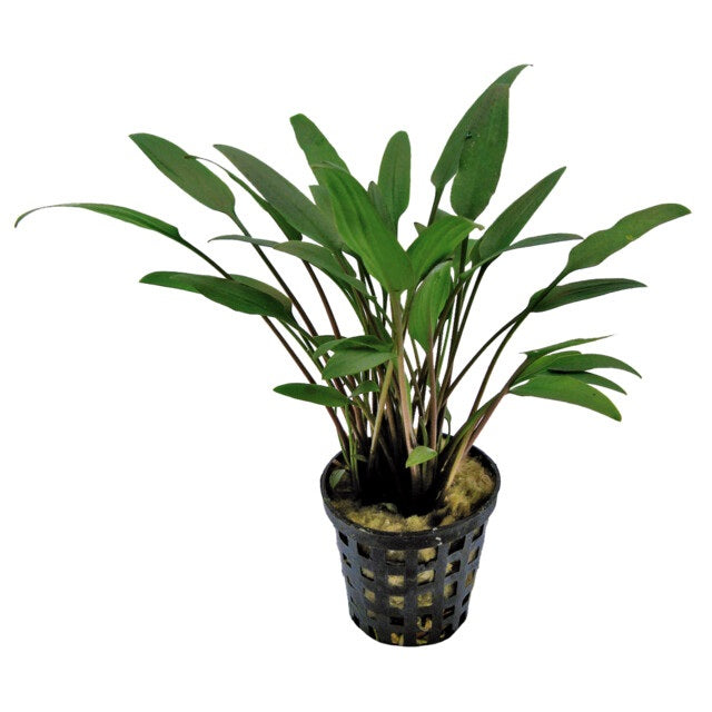 PLANTE D'AQUARIUM - CRYPTOCORYNE NEVELLI 5 CM POT