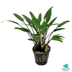 Cryptocoryne