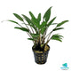 Cryptocoryne