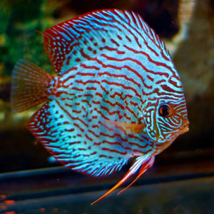Discus - groupe -