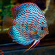 Discus - groupe -