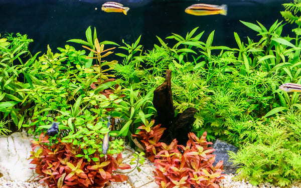 Plantes