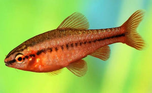 Barbus cerise - banc -