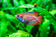 Gourami nain - couple -