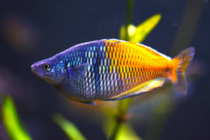 Melanotaenia - groupe -