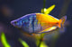 Melanotaenia - groupe -