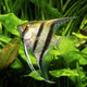 Scalaire - groupe -
