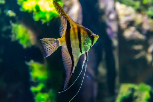 Poissons